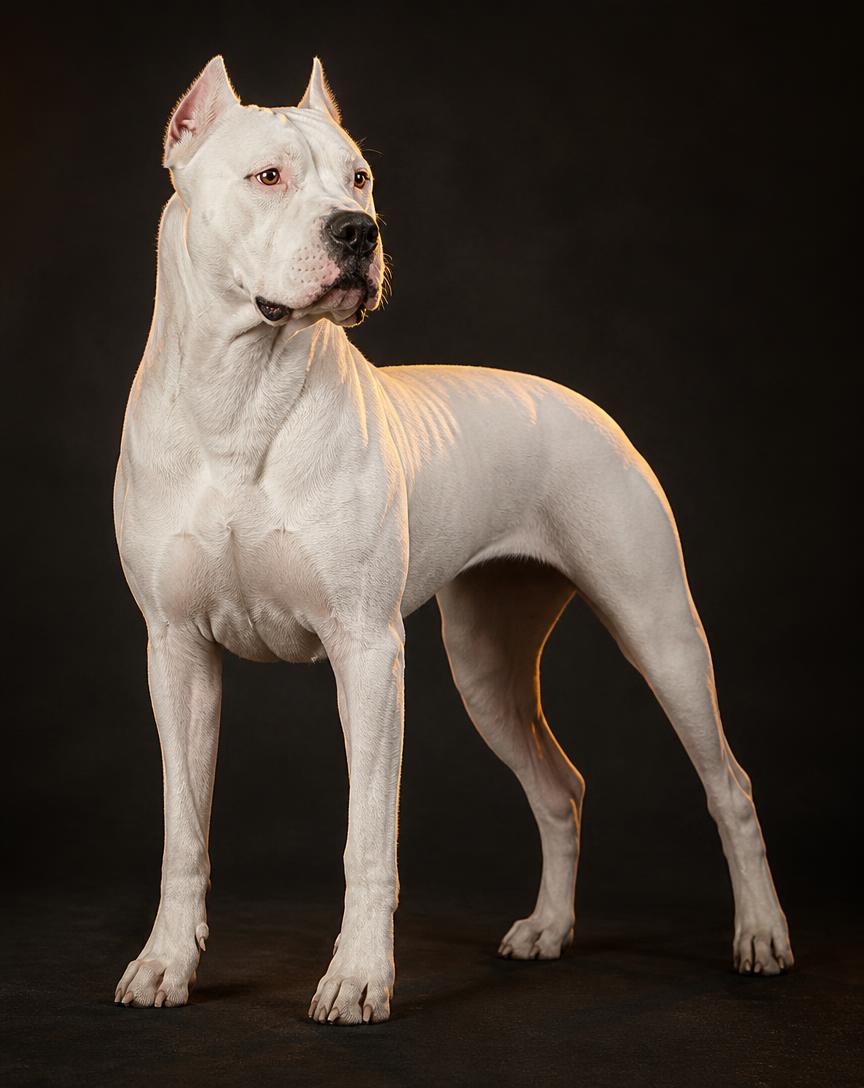Dogo Argentino
