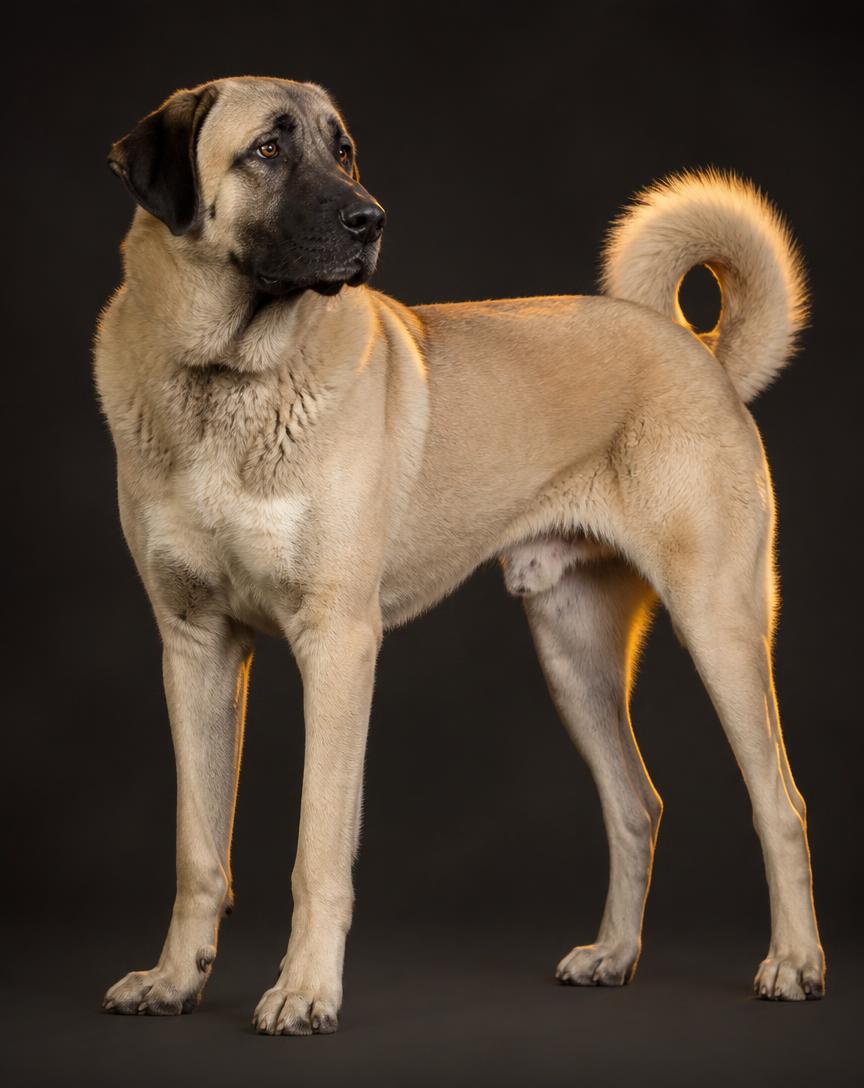 Kangal